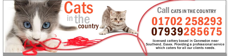Cats in the Country Southend on sea /  Canewdon / Essex